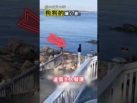 狗狗游泳的目的永遠只有一個