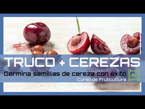 Cómo GERMINAR semillas o huesos de cereza 🍒 con éxito. 💡 TRUCO para acelerar el proceso | LdN