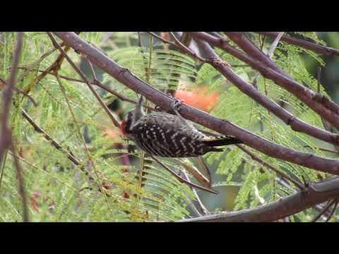 Ladder-backed Woodpecker