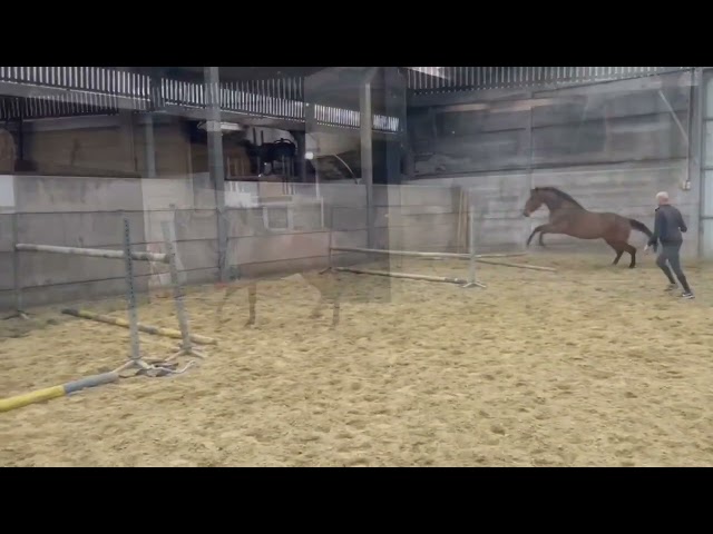 home jumps Aster P