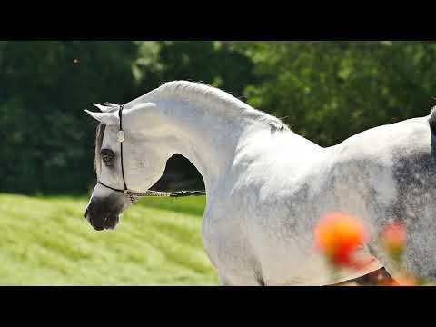 Arabian Horse Magazine -ES HARIR - Menton 2018 Promo [AIproduction]