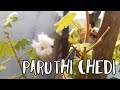 Paruthi Chedi How To Grow Cotton Plant In Home Tamil How To Grow Paruthi Chedi In Tamil