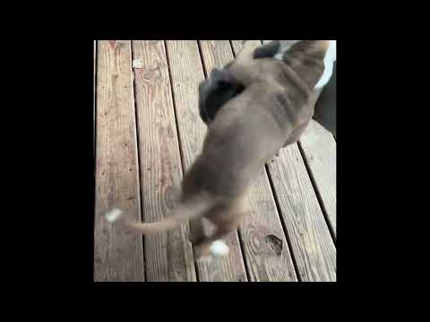 Somebody come look at this #puppylove #pitbull #bullybreed 