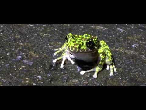 Yanbaru, Forests of the North. Ep.5 - Frogs, and Frog Hunters.