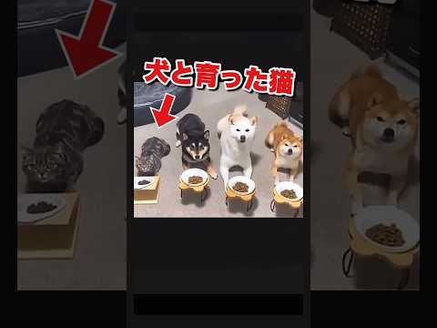 自分を犬だと信じて疑わない猫 #いぬねこ #おもしろ動物動画 #かわいい動物動画