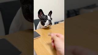 病院の先生からお許しがでたフレブルがこちらです🐶