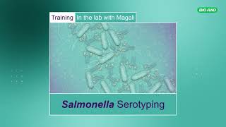 Salmonella Serotyping: Training in the Lab with Magali