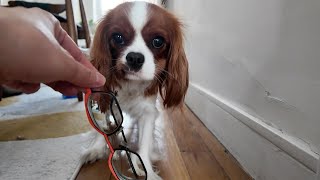 Vanilla stole her human mom’s glasses and ruined them