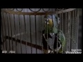 Scary Movie 2 VF L Oiseau