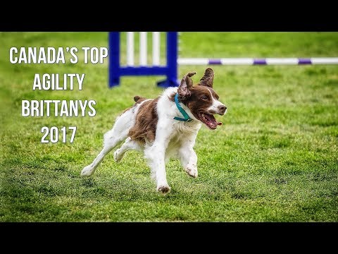 Canada's Top Agility Brittanys - Hunter's Heart Brittany Spaniels (CKC Top Dogs 2017)