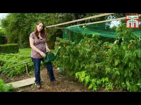 image-How do I identify a raspberry plant?