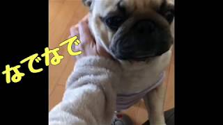 【パグ】はむぞう日記＃19【ムニムニ】
