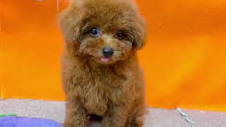 トイプードルの動画01