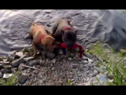 Troy the pitbull goes swimming