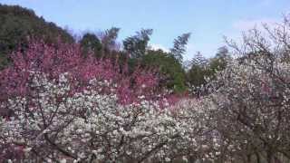 preview picture of video '大阪･枚方 山田池公園の梅林 2012/03 Plum-grove in bloom'