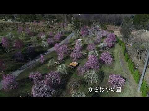 かざはやの里 梅まつり【ドローン撮影】(津市)｜観光三重｜三重県の観光・旅行情報