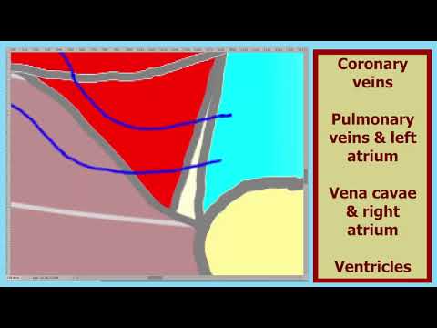 Heart L05   Anatomy 05 100X