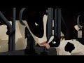 Bo The Cow An Animated Film About The Dairy Industry Updated