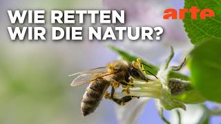 Pilze oder Pandas – schützen wir die Richtigen? | Agree to Disagree! | ARTE