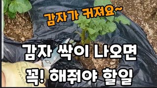 감자 싹이 나오면 해줘야 할일! #감자싹나오면할일 #감자거름주는방법 #감자재배 #감자키우기 #감자순뽑기 #감…