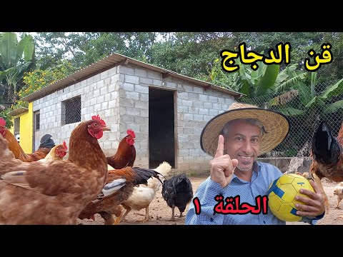 , title : 'تربية الدجاج 🐓 كيف تصبح محترف في تربية الدجاج البلدي(( قن الدجاج )) الحلقة ١'