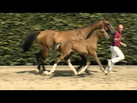 Holsteiner Verband - Hengstfohlen v. Cormint - Caretino