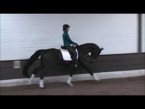 DEIVEL 5j. St. v. Dancier - White Magic -for sale- VB 6.000,- Euro