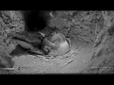 Bermuda Cahows Reunite And Male Takes Over Incubation Duties – Jan 13, 2018