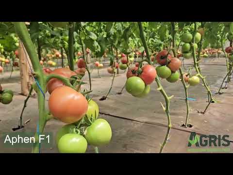 Aphen F1 - Cultura de tomate roz în Matca, jud. Galați, fermier Nicu Andrei