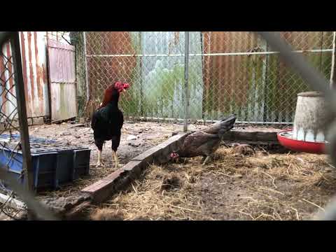 Gà Asil - Cách pha con asil bên mình ae tham khảo