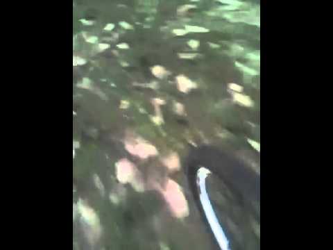 Mura,tri vepra i divlje svinje....