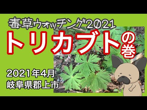 冬のトリカブトの移植: これは確実に機能します 植物
