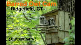 Connecticut · Ridgefield · Barred Owl · Outside View · CT live stream