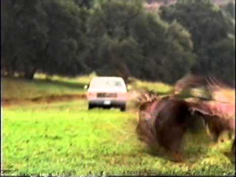 Carfax (Man lets his dog drive) commercial from 2000