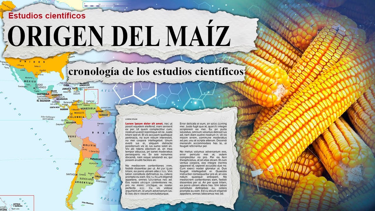 El nuevo origen del Choclo (Maíz), explicado, cronología de los estudios científicos