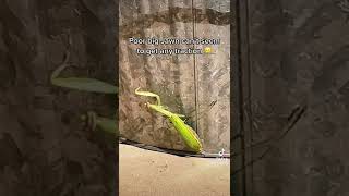 Praying Mantis’ are the coolest bugs in the World and you simply, can not, convince me otherwise!