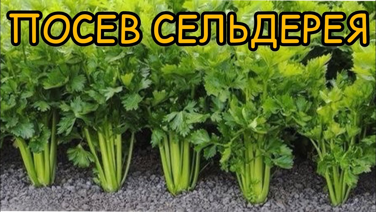Посейте сельдерей правильно!