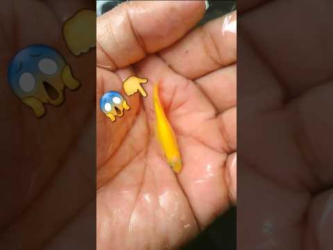 Yellow danio from fry to adult