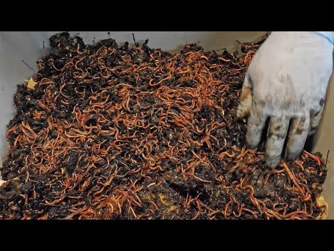 Thousands of worms unloaded from feeding zones of two 150-day old bins to start new bin