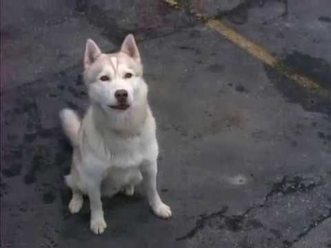 Rumbo al sur 1x14 El gran embustero