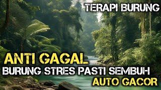 Download lagu Semua Jenis Burung Pasti Cepat Buka Paruh ,Terapi Air Untuk Semua Jenis Burung ,Terapi Air Gemericik mp3 Download lagu Semua Jenis Burung Pasti Cepat Buka Paruh ,Terapi Air Untuk Semua Jenis Burung ,Terapi Air Gemericik mp3