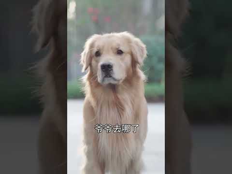 難怪父親堅決反對女兒養狗，這背後的故事也太揪心了#寵物 #萌寵#萌寵出道計劃#金毛路虎#養狗