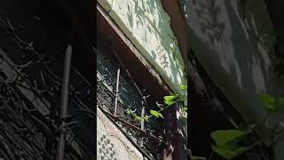 why is there barbed wire on an abandoned house