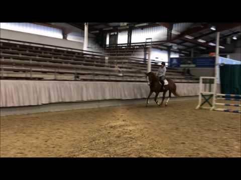*2013 mare by Capistrano x Polany