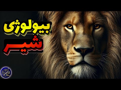 چرا زندگی گروهی برای بقای شیرها حیاتی است؟