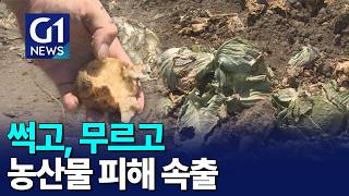 [G1뉴스]썩고, 무르고..농산물 피해 속출