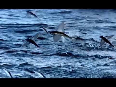 Les poissons volants séchés de l’île de Lanyu, de Taiwan