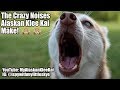 Alaskan Klee Kai: Crazy noises my Mini Huskies make!