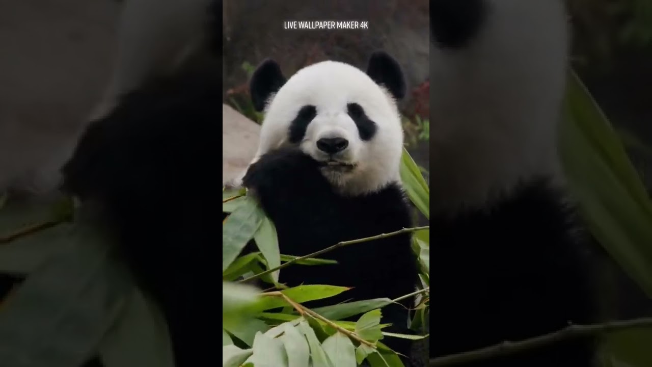 Cute panda wallpapers hd 2