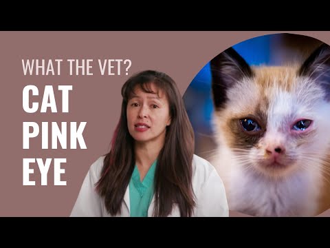 Conjunctivitis in cats explained by Dr. Justine Lee